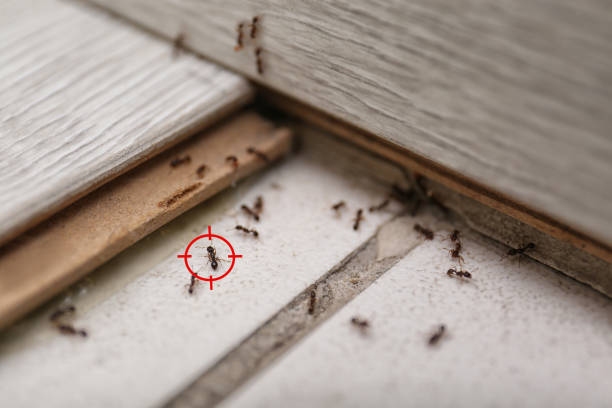 Best Affordable Pest Control Services  in Swainsboro, GA